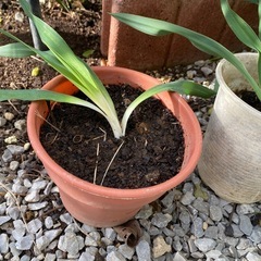 スズランの若芽の画像