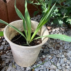 スズランの若芽の画像