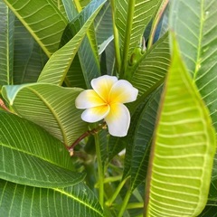 黄花プルメリア挿木用枝（4又枝分かれあり）の画像