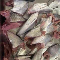 釣り餌カツオ、マグロはらごの画像