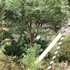 薪ストーブ用　薪の画像