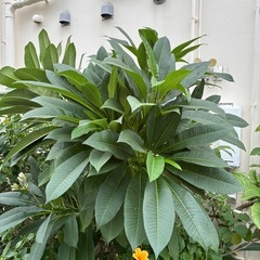 黄花プルメリア挿木用枝（4又枝分かれあり）の画像