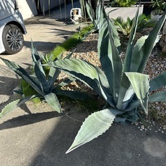 リュウゼツラン、アガベ
の画像