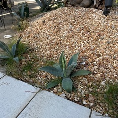 リュウゼツラン、アガベ
の画像