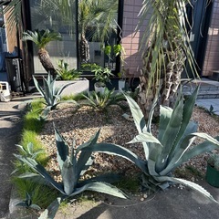 リュウゼツラン、アガベ
の画像