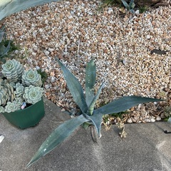 リュウゼツラン、アガベ
の画像