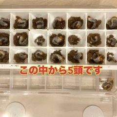 （幼虫5頭）トカラノコギリクワガタの画像