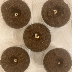 （幼虫5頭）フォルスターフタマタクワガタ・亜種ニシの画像