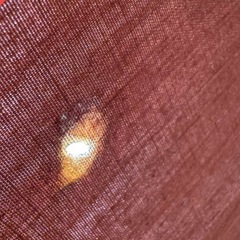 ワンポールテントの画像