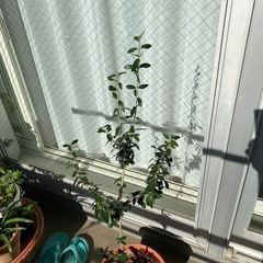 オリーブの木　鉢植えの画像