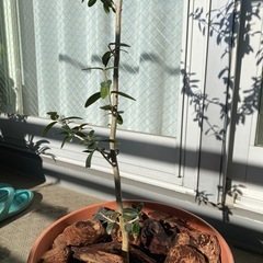 オリーブの木　鉢植えの画像