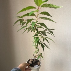 オシドリ桜（定型文の方お断り）の画像