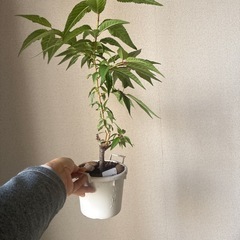 オシドリ桜（定型文の方お断り）の画像