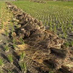 【無料】稲藁差し上げます。【果樹の敷き藁に】の画像