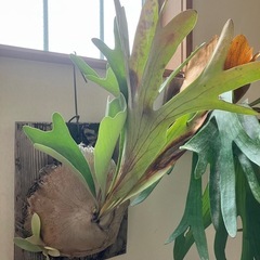 ビフルカツムの画像