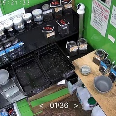 三連休最終日　めだか販売　