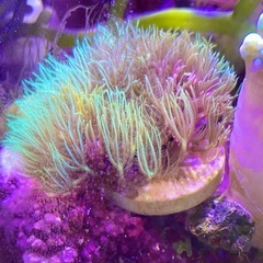 スターポリプ　ロングポリプ　メタリックグリーン　3cmフラグ　ソフトコーラルの画像