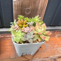 多肉植物の寄せ植え🌼の画像