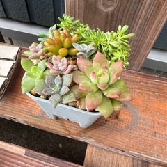 多肉植物の寄せ植え🌼の画像