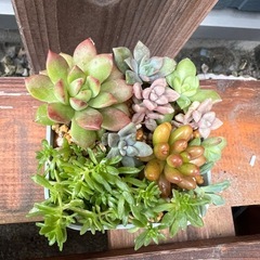 多肉植物の寄せ植え🌼の画像