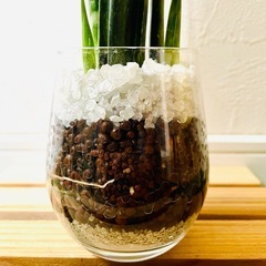 サンスベリア　ミカド　観葉植物　ハイドロカルチャーの画像