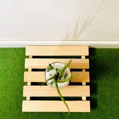 サンスベリア　ミカド　観葉植物　ハイドロカルチャーの画像