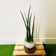 サンスベリア　ミカド　観葉植物　ハイドロカルチャーの画像
