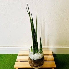 サンスベリア　ミカド　観葉植物　ハイドロカルチャーの画像