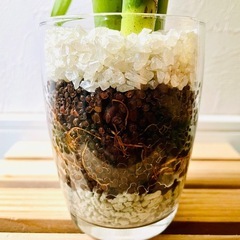 ミリオンバンブー　４本仕立て　観葉植物　ハイドロカルチャーの画像