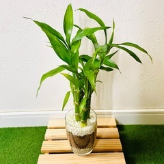 ミリオンバンブー　４本仕立て　観葉植物　ハイドロカルチャーの画像