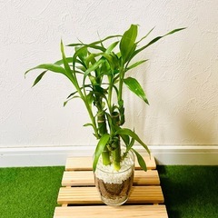 ミリオンバンブー　４本仕立て　観葉植物　ハイドロカルチャーの画像