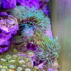 ロングポリプ　スターポリプ　メタリックグリーンの画像