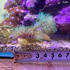 ロングポリプ　スターポリプ　メタリックグリーンの画像