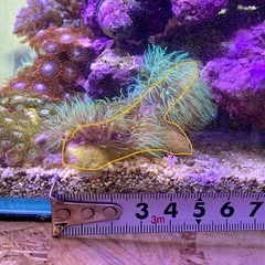 ロングポリプ　スターポリプ　メタリックグリーンの画像