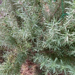 観葉植物　ローズマリー刺し技（スーパービニール大くらい）の画像