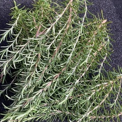 観葉植物　ローズマリー刺し技（スーパービニール大くらい）の画像