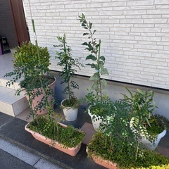 シマトネリコ植木　の画像