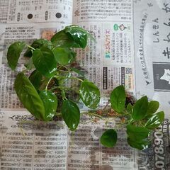 アヌビアスナナ　水草の画像