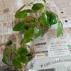 アヌビアスナナ　水草の画像