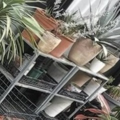 IKEA ブリキ棚 2台の画像