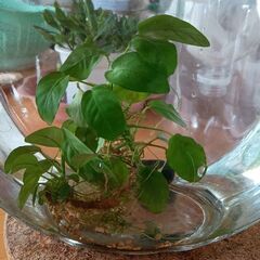 アヌビアスナナ　水草の画像