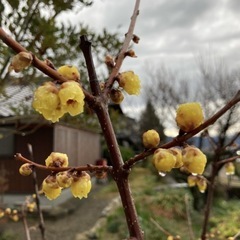 蝋梅福寿　地植え苗木30㎝【ポットでお渡し】の画像