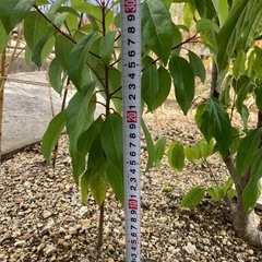 蝋梅福寿　地植え苗木30㎝【ポットでお渡し】の画像