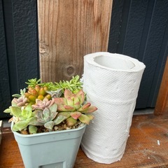 多肉植物の寄せ植え🌼の画像