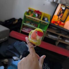 コザクラインコ
