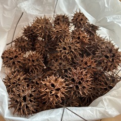 シダローズ、大きめ松ぼっくり、フウノミ、椿の実、の画像