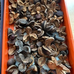 シダローズ、大きめ松ぼっくり、フウノミ、椿の実、の画像