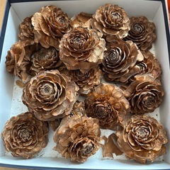 シダローズ、大きめ松ぼっくり、フウノミ、椿の実、の画像