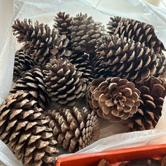 シダローズ、大きめ松ぼっくり、フウノミ、椿の実、の画像