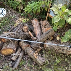 ユーカリの切株の画像